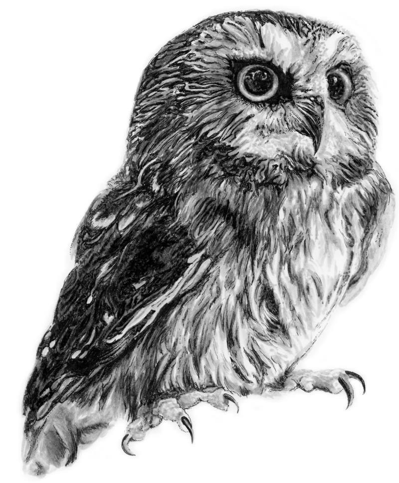 Owl 11x14" - not applicable 1