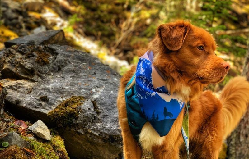 Canmore Three Sisters Bandana - blue / pink 1