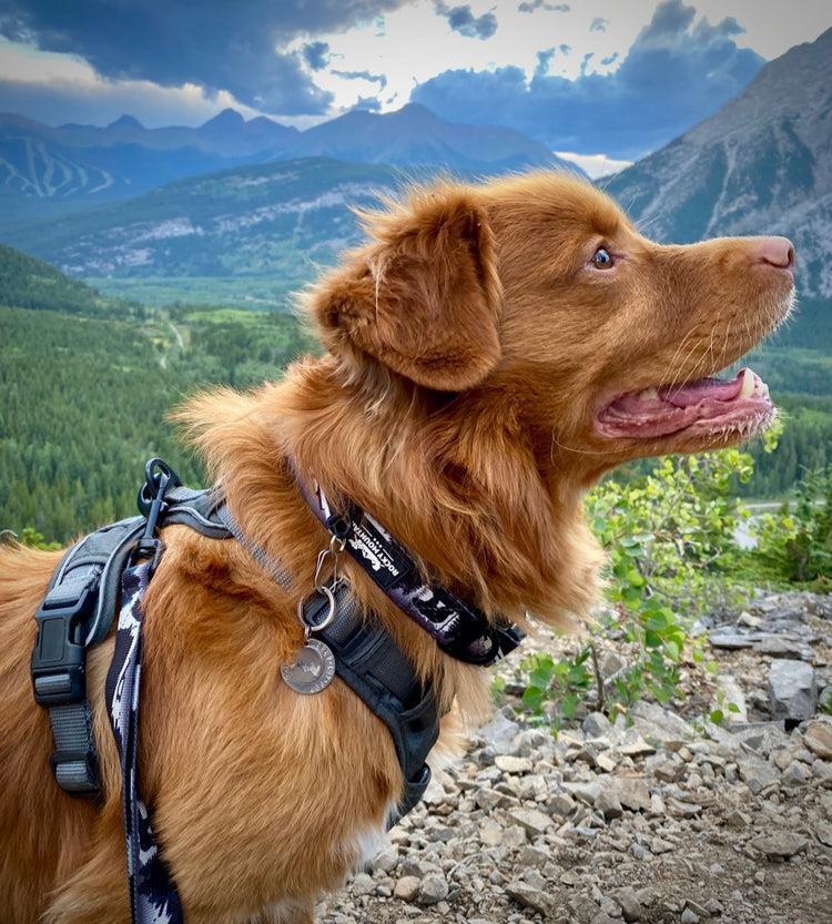 Grizzly Bear Alpine Dog Collar - Black / White 2