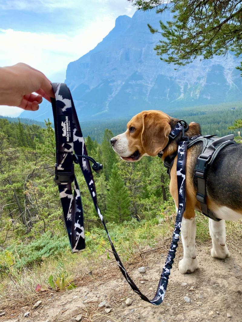 The Grizzly Bear All-Mountain Dog Leash - black / white 1
