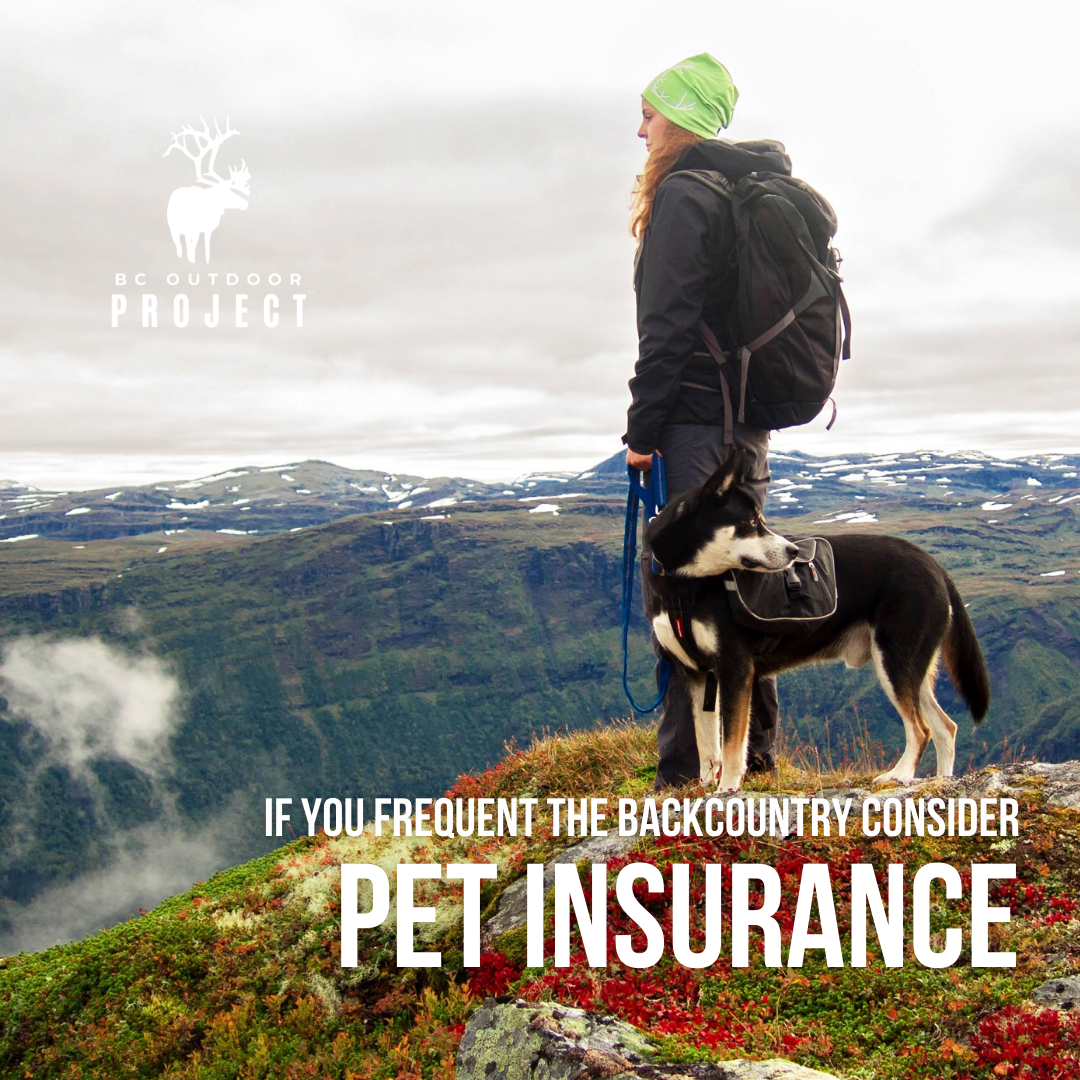 10 Essentials for Taking Your Dog in the Backcountry 