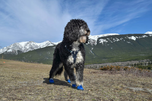 Gear Review: Ruffwear Hi & Light Harness and Boots