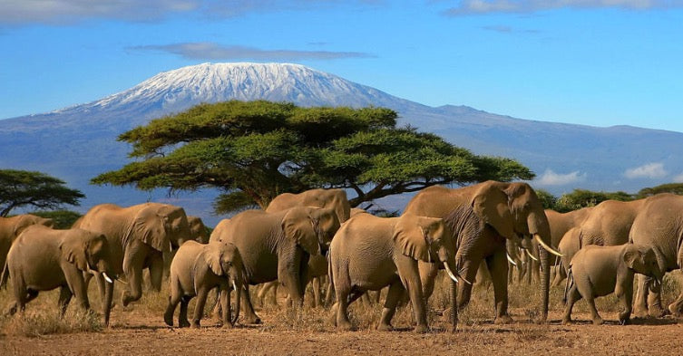 How High Have You Climbed?  Mt. Kilimanjaro