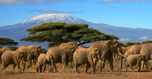 How High Have You Climbed?  Mt. Kilimanjaro