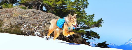 Ruffwear Gear Review: Taking Best Friends into the Backcountry