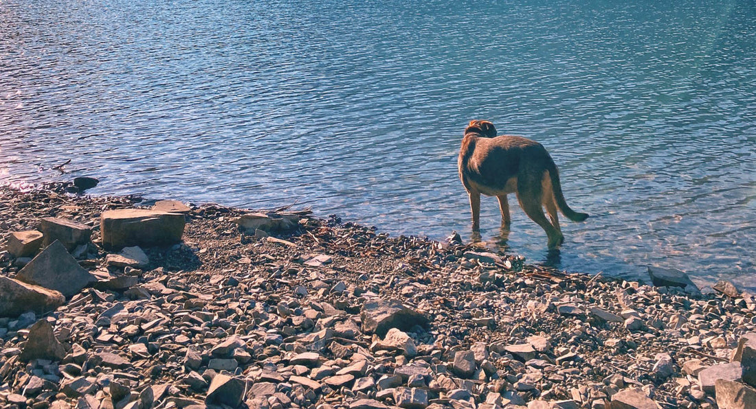 Banff National Park: Exploring Lake Minnewanka