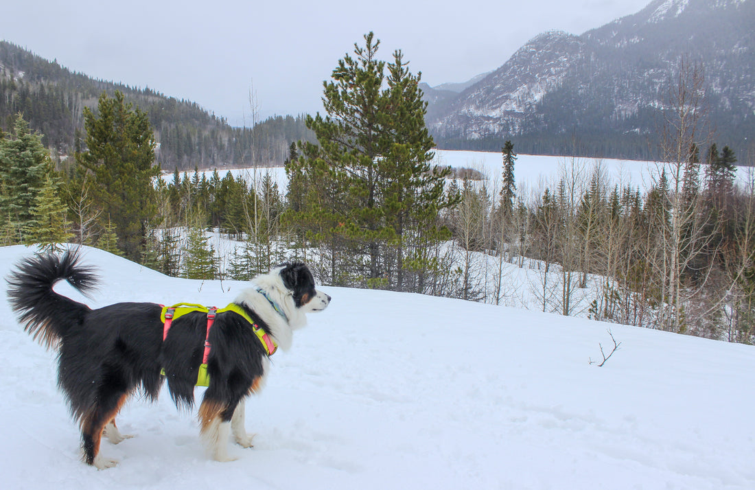 Gear Review: Ruffwear's Flagline Harness