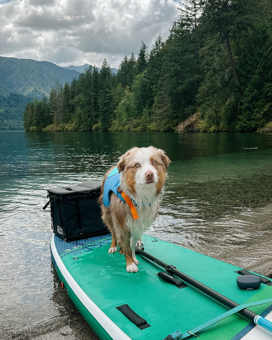 Cassie’s Top 5 Gear Picks for Adventures With Dogs