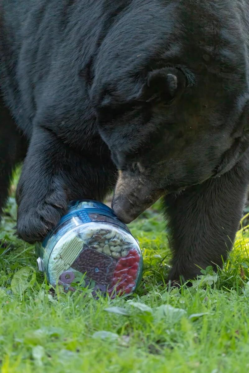 Bear Vault ONE 8.3L - not applicable 1