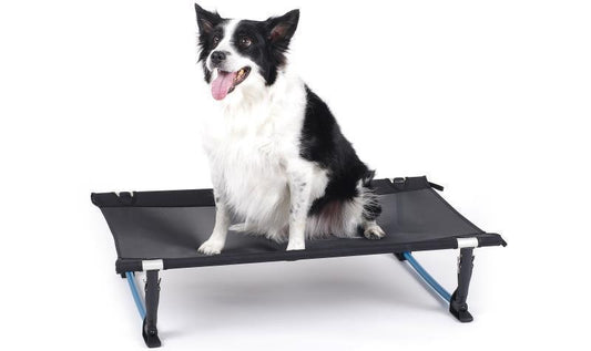 Elevated Dog Cot  M - Black 1