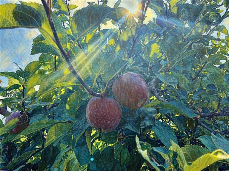 A Season in the Okanagan - not applicable 1