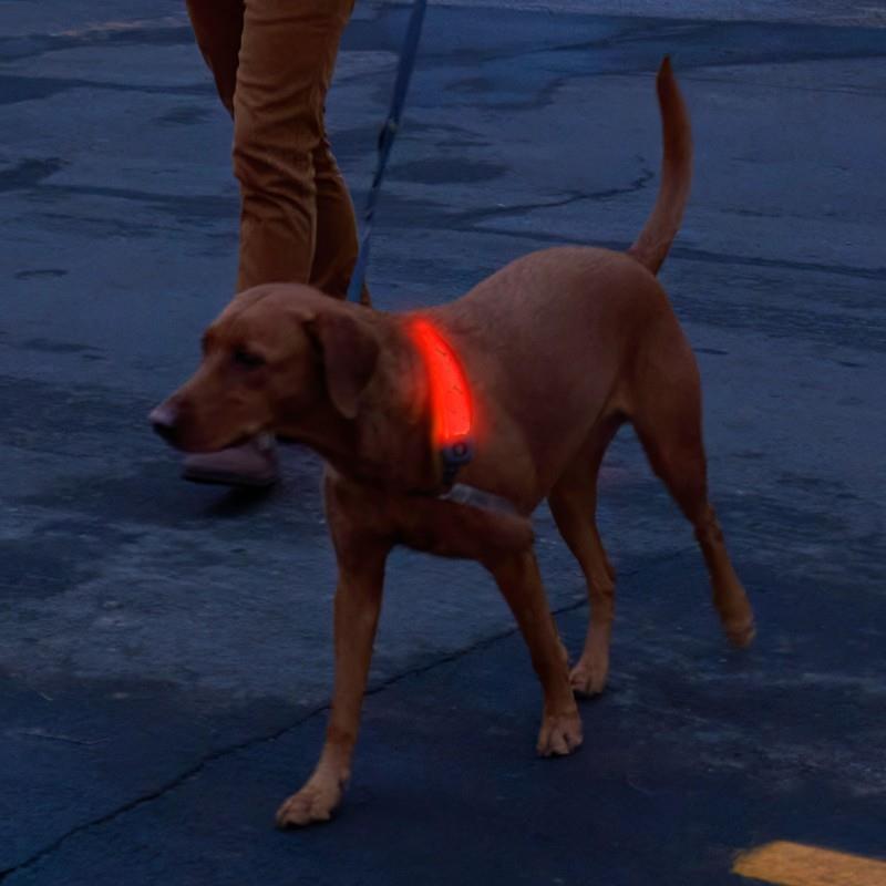 NiteDog Rechargeable LED Collar Cover - Disc-O Select - not applicable 1