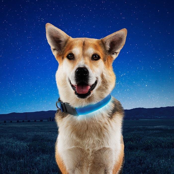 NiteDog Rechargeable LED Collar -  1