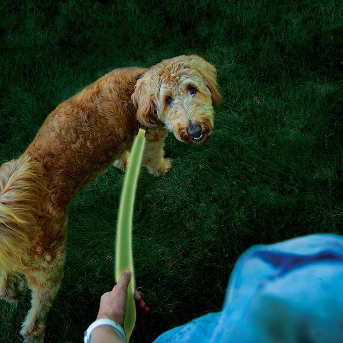 NiteDog Rechargeable LED Leash - Lime / Green 5