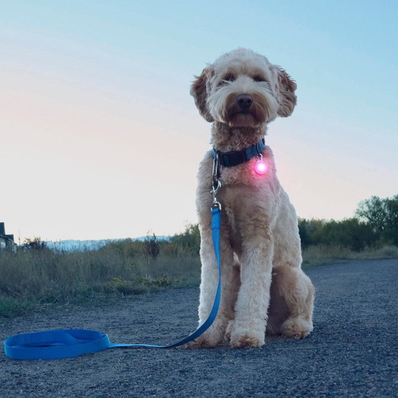 SpotLit Rechargeable Collar Light - pink 1