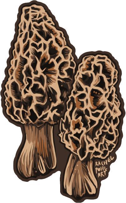Morel Mushrooms by R. Pohl - not applicable 1