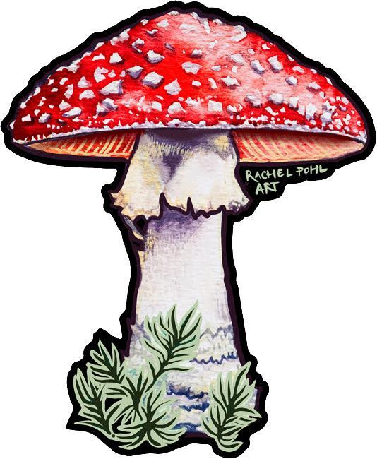 Red Toadstool Mushroom by R. Pohl - not applicable 1