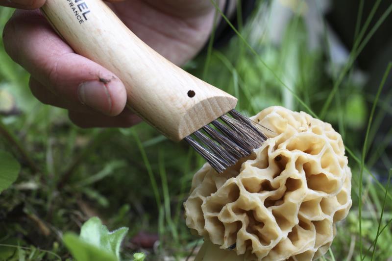 No.8 Mushroom Knife - Beechwood 5