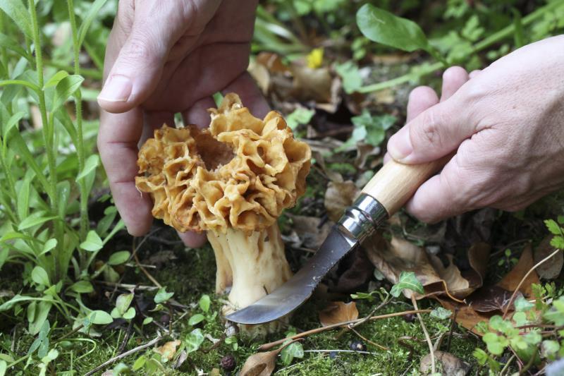 No.8 Mushroom Knife - Beechwood 6