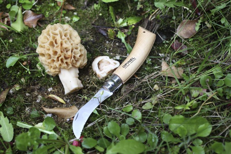No.8 Mushroom Knife - Beechwood 7