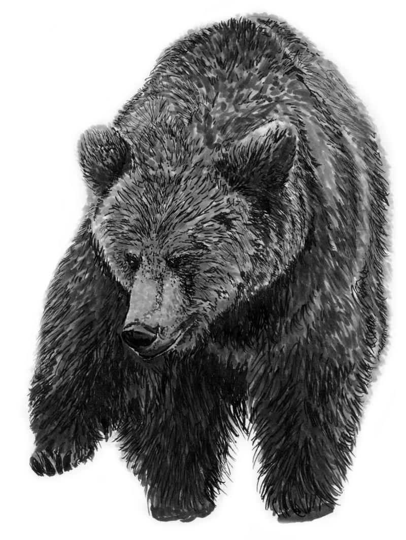 Bear 8 x10" - not applicable 1
