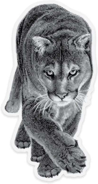 Cougar Sticker - Not Applicable 1