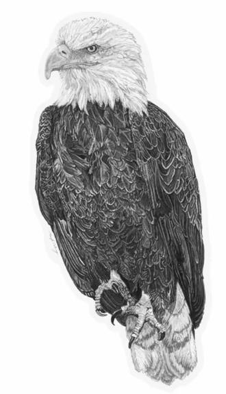 Eagle Sticker - Not Applicable 1