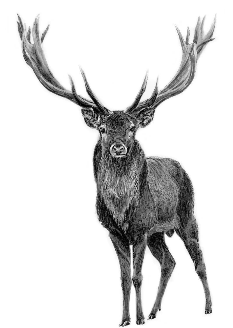 Elk 11x14" - not applicable 1