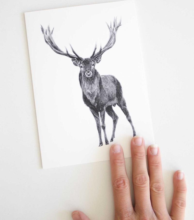 Greeting Card - Elk 1