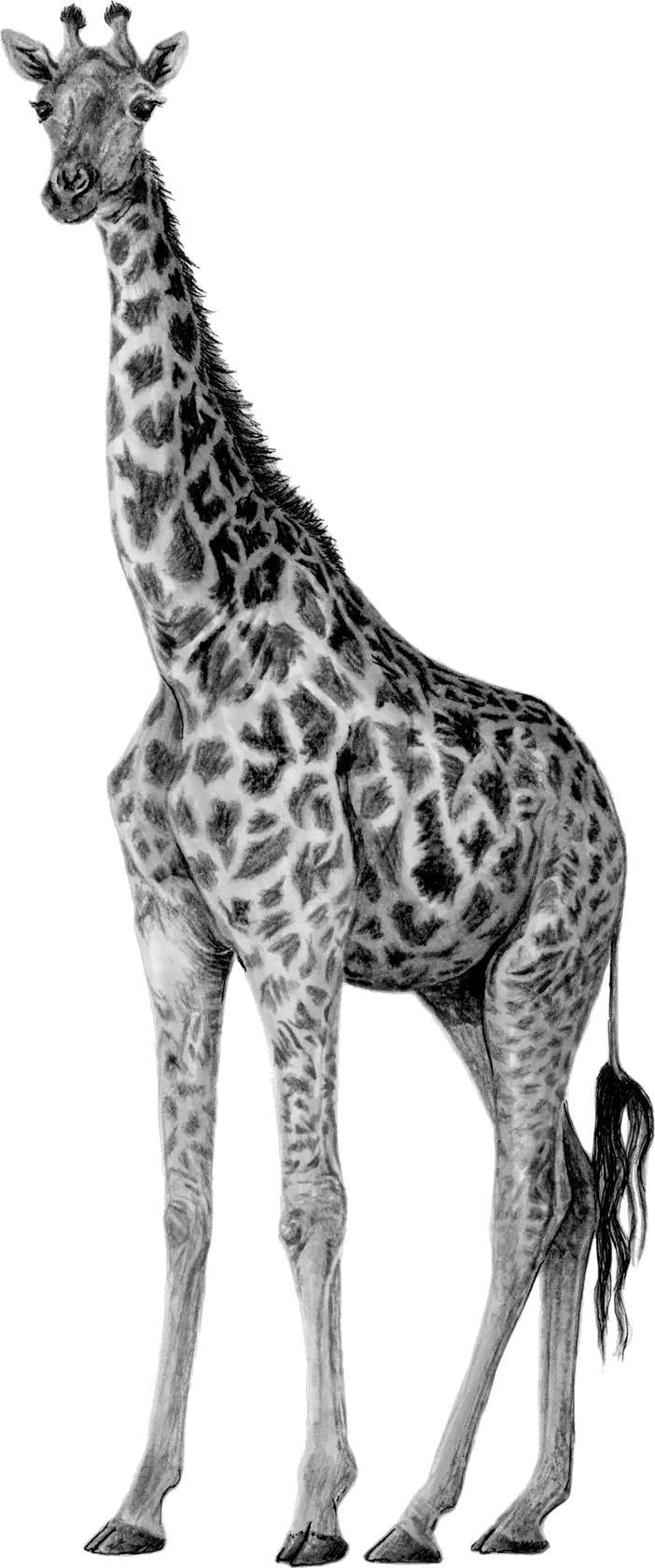 Greeting Card - Giraffe 2
