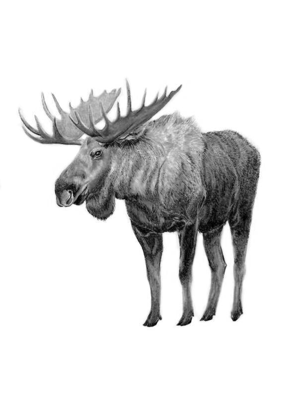 Moose Card - not applicable 1