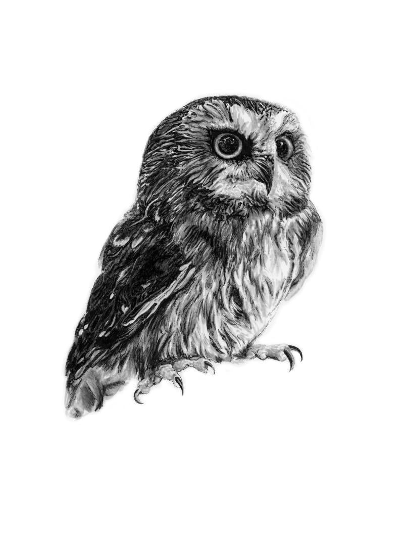 Owl Sticker - not applicable 1
