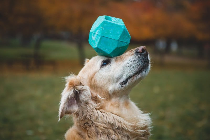 Gnawt-a-Rock Toy - glacial blue 1