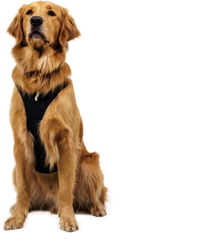 Ridgeline Harness - obsidian black 1
