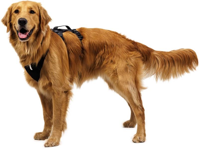 Ridgeline Harness - obsidian black 1