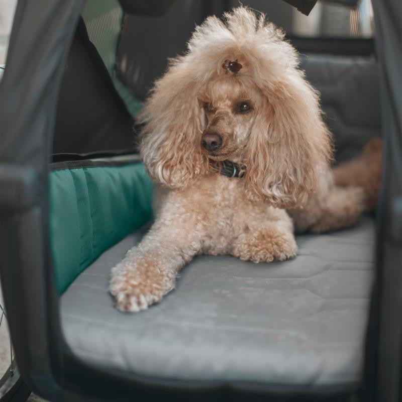 Bexey Dog Bed - Medium - black 1