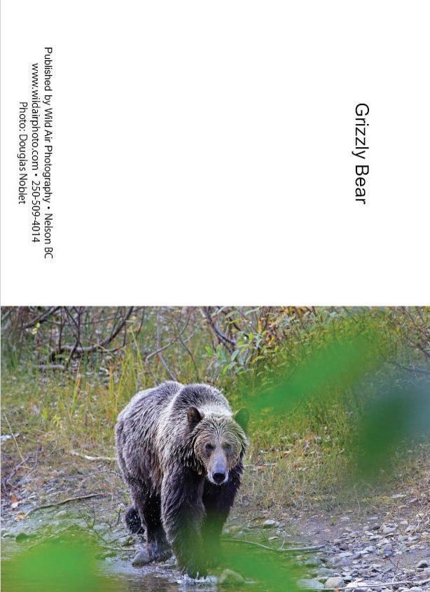 Wild Air Photography Greeting Cards - grizzly bear 1